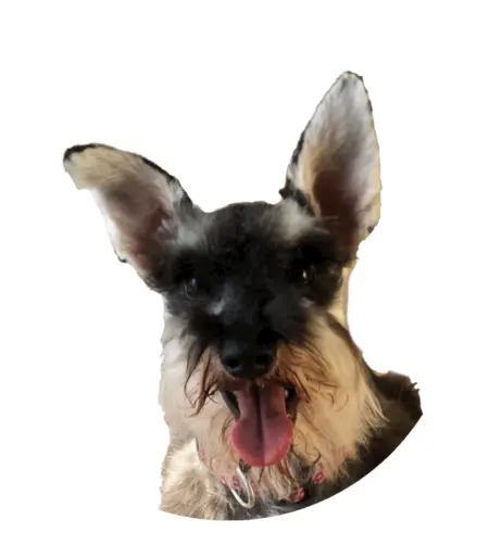 Molly - Inspiración de MollyVett